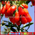 Ningxia Siyah Goji Beere süße Gnc Goji frische Goji Beeren